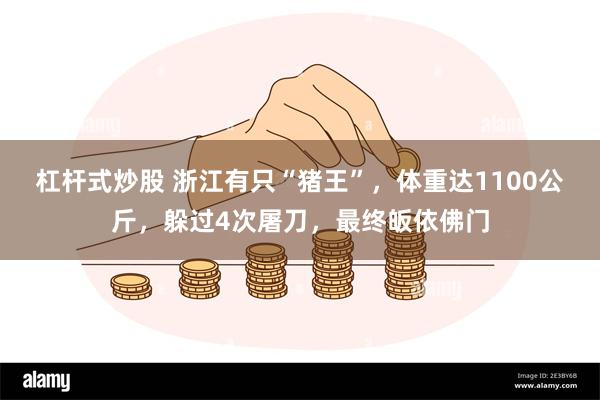 杠杆式炒股 浙江有只“猪王”，体重达1100公斤，躲过4次屠刀，最终皈依佛门