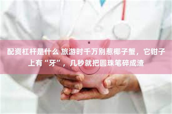 配资杠杆是什么 旅游时千万别惹椰子蟹，它钳子上有“牙”，几秒就把圆珠笔碎成渣