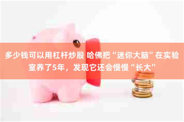 多少钱可以用杠杆炒股 哈佛把“迷你大脑”在实验室养了5年，发现它还会慢慢“长大”